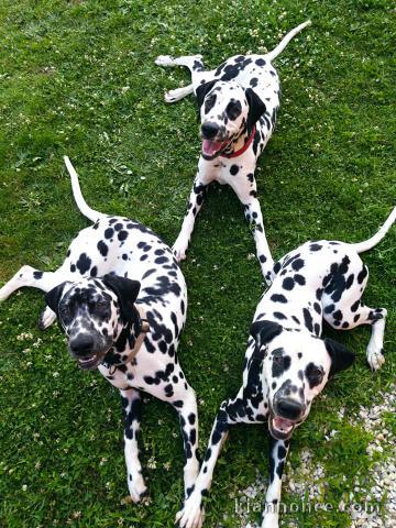 Bébé chiots dalmatien 