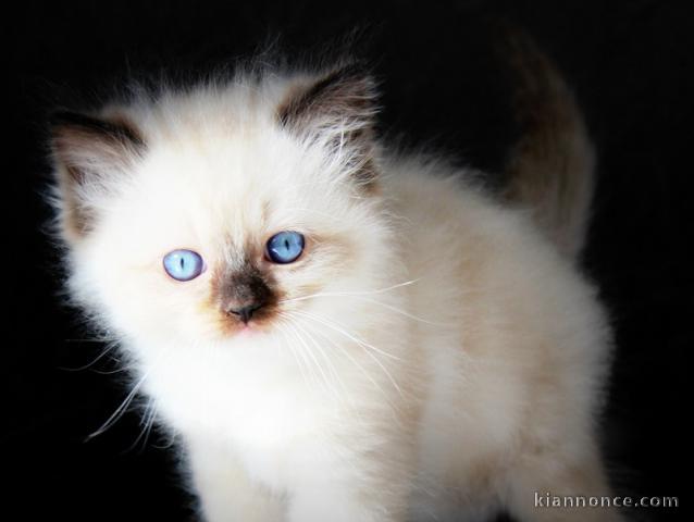 Chaton a donner disponible 