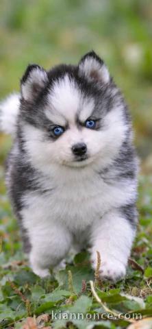 Je donne chiots pomsky disponible 