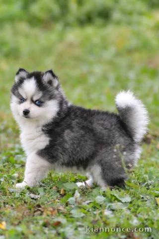 Magnifique chiots pomsky disponible 