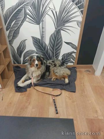 Choit berger australien disponible 