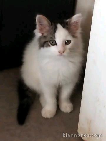 Chaton a donner femelle 
