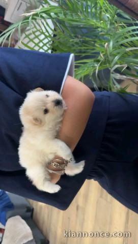 Chiots Bichon maltais adorable pour adoption 