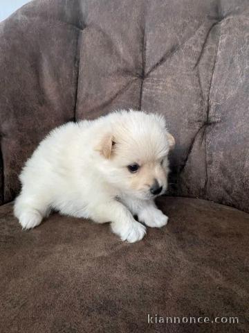 Dons chiots spitz nain Poméranien disponible 