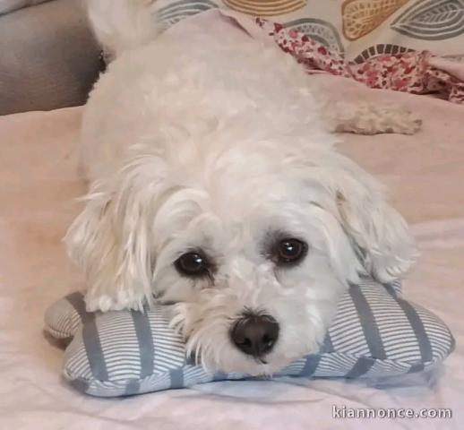 Bichon maltais adorable 