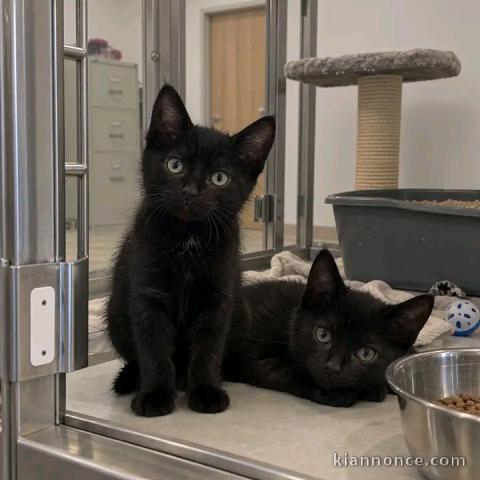 Chaton noir disponible 