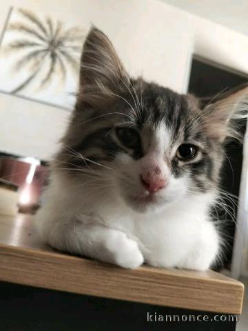Disponible chaton mâle 
