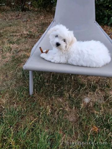 Magnifique chiots Bichon maltais 