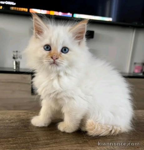 Chaton Bichon maltais disponible 