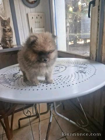 Adoption chiots spitz nain disponible 