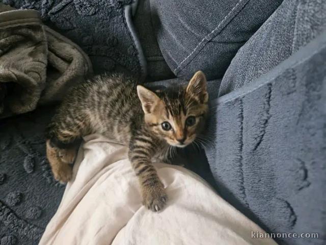 Chaton a donner urgent 
