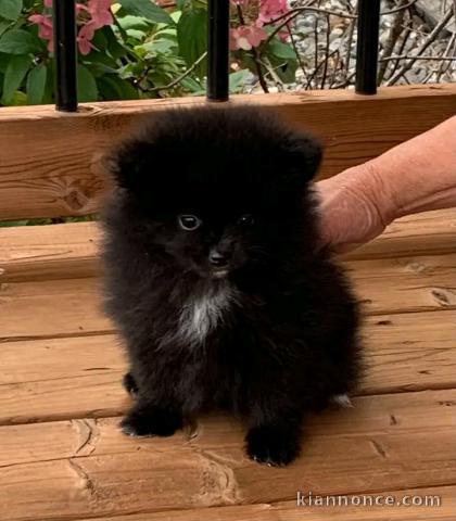 Magnifique chiots Spitz nain disponible 