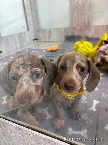 Chiots teckels disponible intéressé contacter moi 