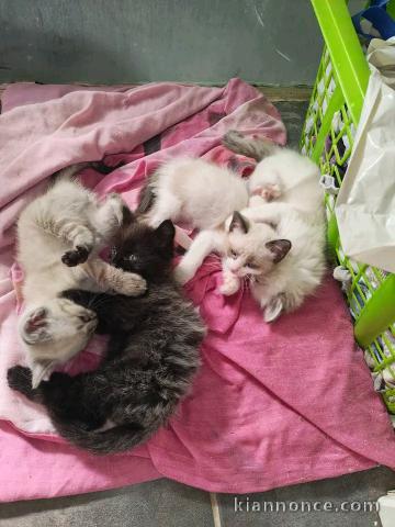 Chaton disponible à donner 
