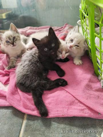 Dons chaton disponible 