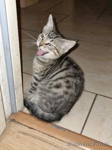 Je donne chaton disponible 