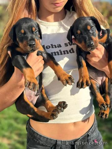 Chiots Dobermann à adopter 