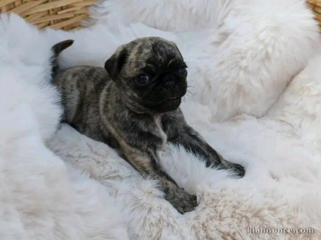 Adoption carlin disponible 