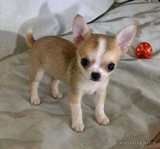 Chiots chihuahua femelle 