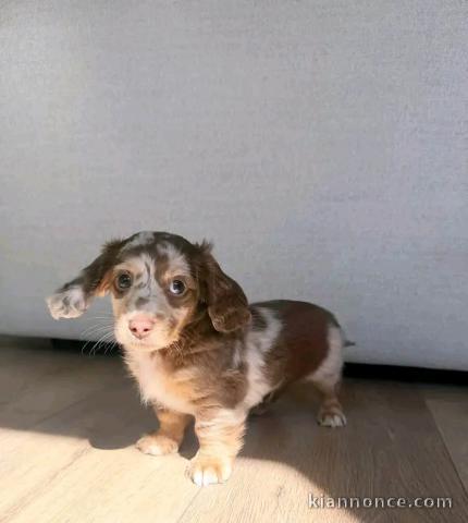 Chiots teckels adopter disponible 
