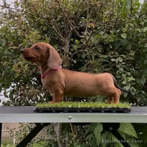 Magnifique chiots teckels disponible 