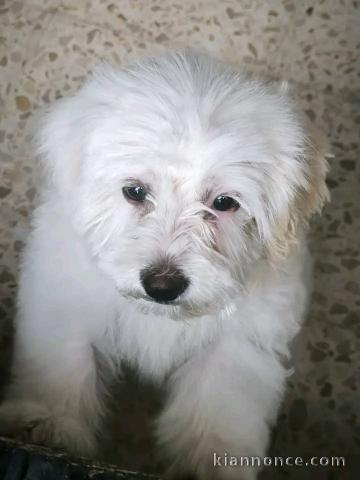 Je donne chiots Bichon maltais 