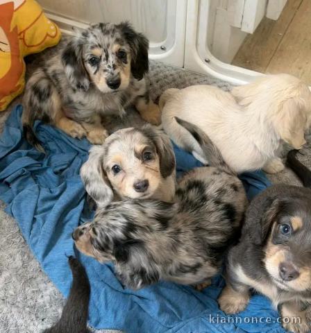 chiots teckels disponible Âge 3 mois 