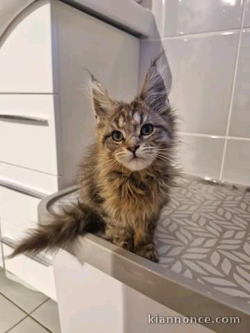 Maine coon disponible à donner 