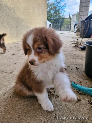 Chiots berger australien mâle a place 