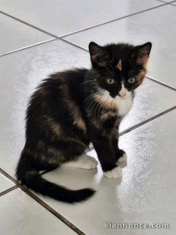 Je donne chaton mâle 