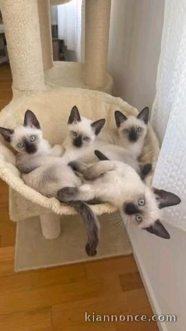 Magnifique chaton à adopter 