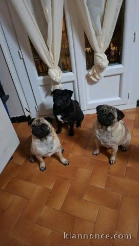 Chiots Carlin pour adoption 