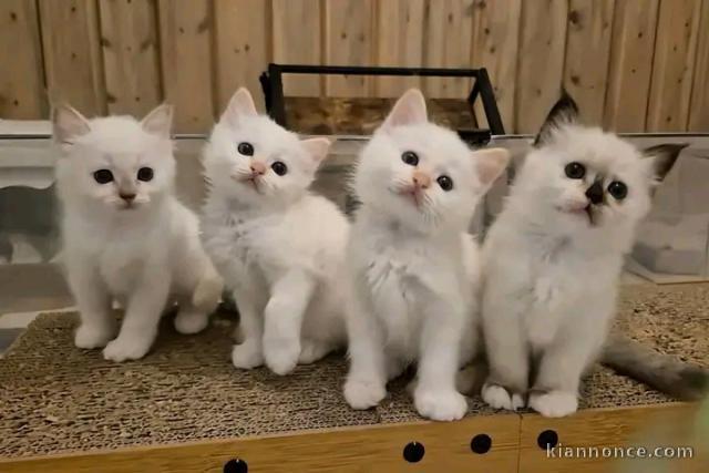 Adorable chaton sacré de brimanie disponible 