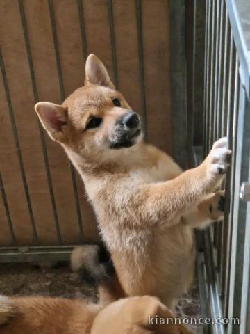 Chiots shiba disponible pour adoption 