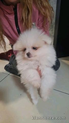 Chiots spitz nain disponible intéressé veuillez me contacter 