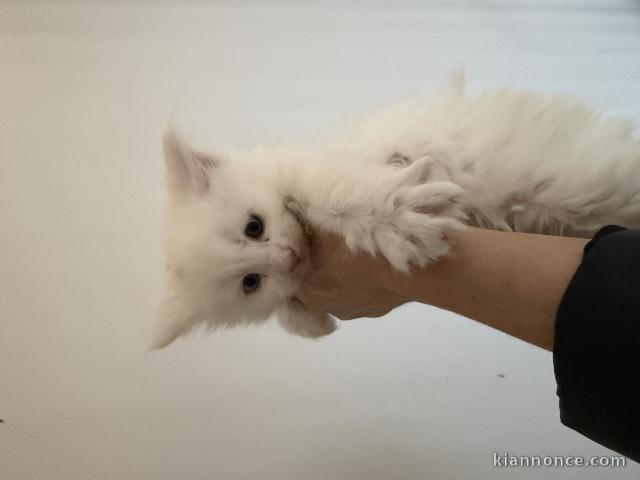 Bébé chaton Maine coon femelle 