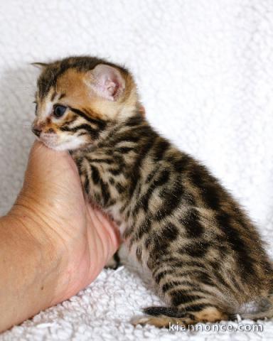 Bengals disponible à partir femelle 
