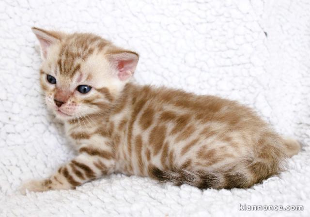 Dons bébé chaton bengal disponible 