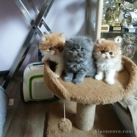 Adorable chaton persan femelle disponible 