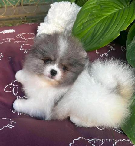 Magnifique chiots Spitz nain Poméranien âge de 3 mois 