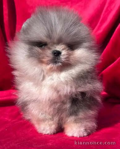 Adorable chiots spitz nain mâle 