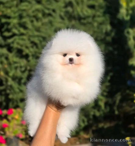 À adopter chiots spitz nain Poméranien 
