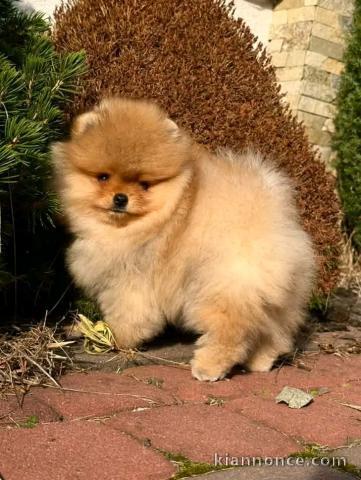 Famille d’Accueil chiots spitz nain disponible 