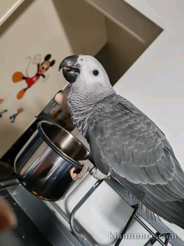 Perroquets gris du Gabon disponible intéressé veuillez me contact
