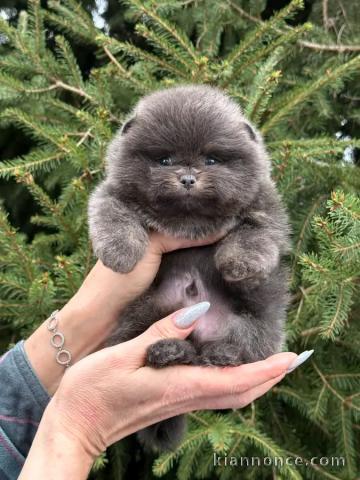 Chiots spitz nain Poméranien femelle 