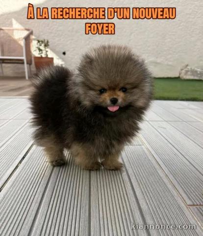 Chiots spitz nain disponible à adopter 