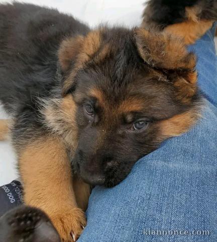Bébé chiot berger allemand disponible 