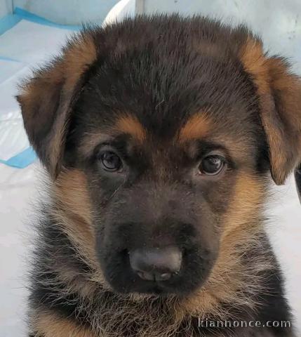 Berger allemand disponible 