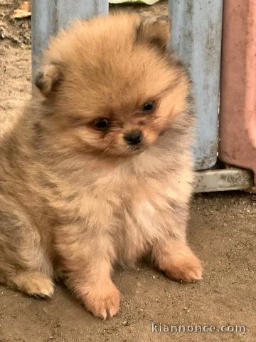 Chiots spitz nain Poméranien femelle a petit prix 