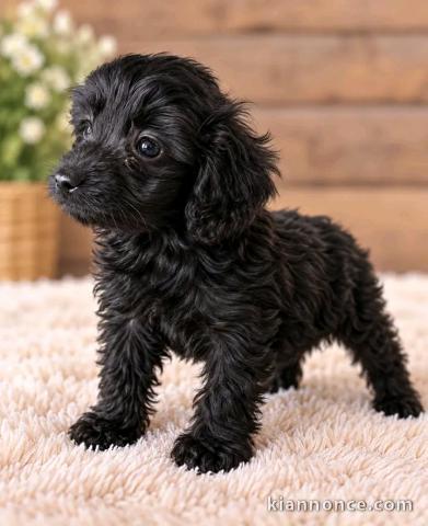 Magnifique chiots cockapoo pour adoption 
